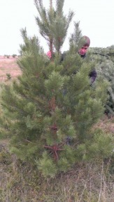 Продаю елки (сосны) новогодние  оптом